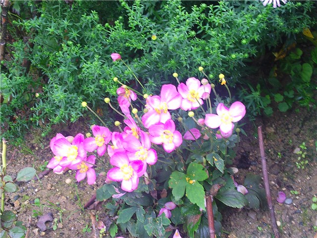 Anemone japonica 